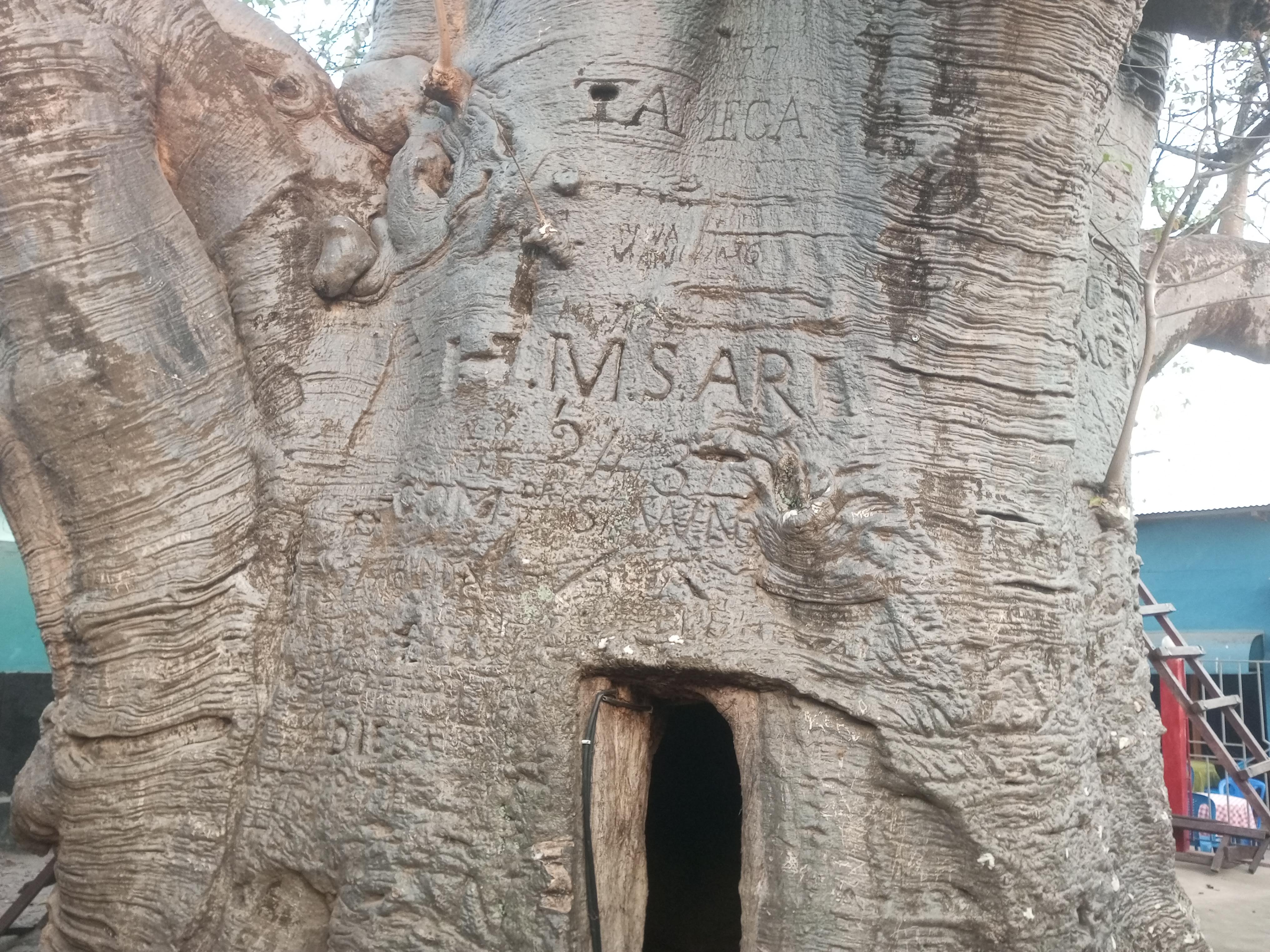 Baobab qui a hébergé Stanley pendant la période d'exploration du Congo-Belge